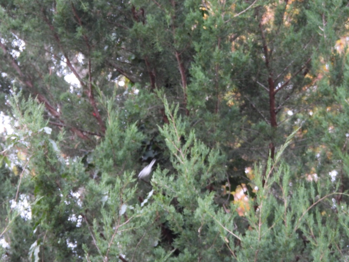 Black-throated Gray Warbler - ML282713791