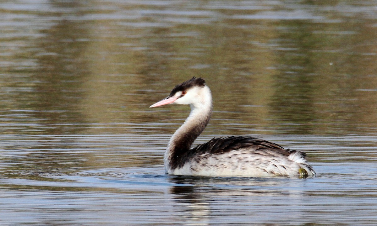 Great Crested Grebe - ML282714051