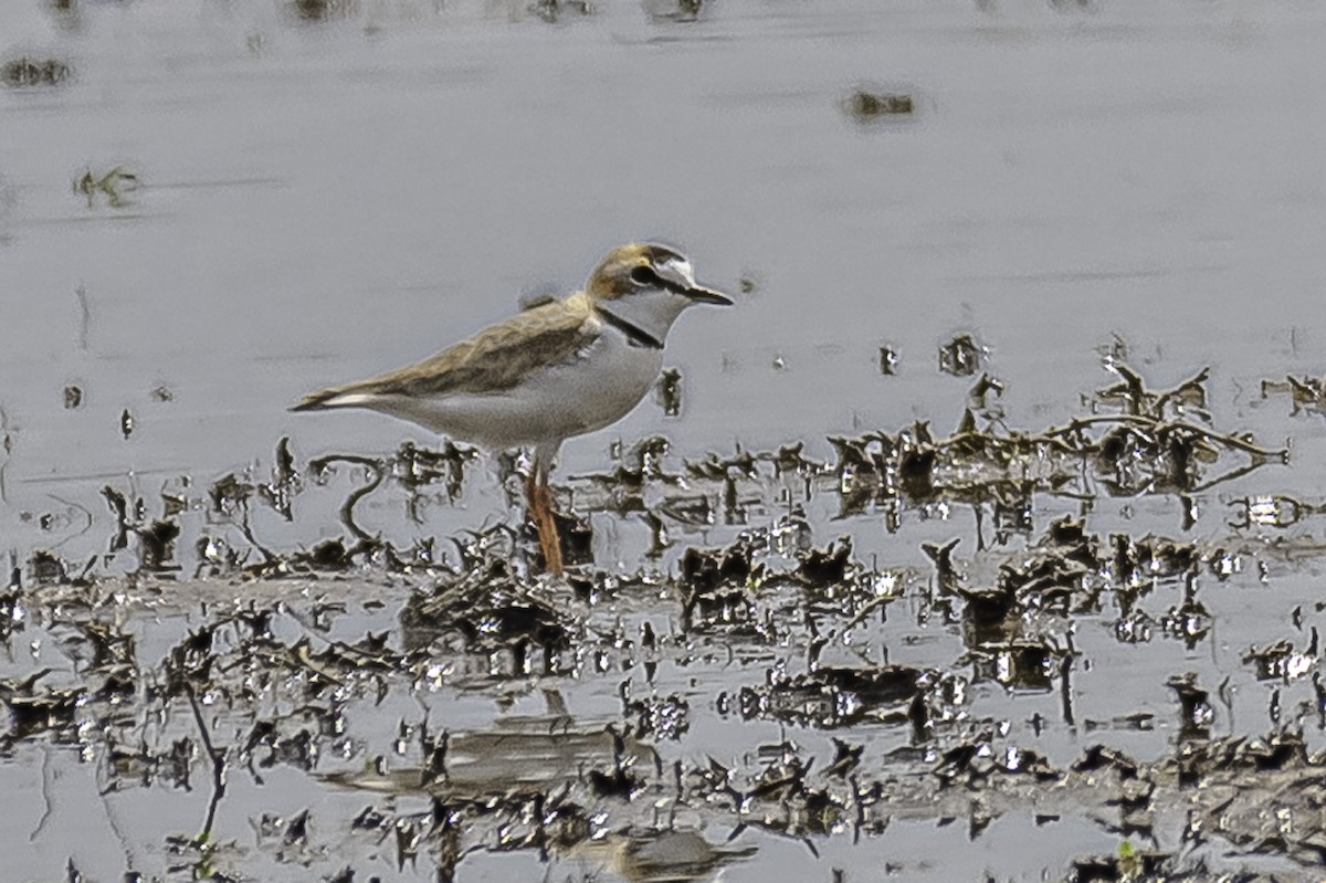 Collared Plover - ML282715961