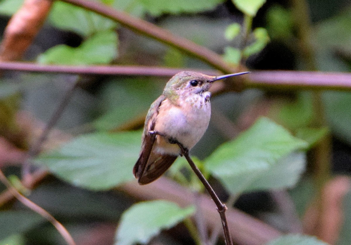 Calliope Hummingbird - ML282716821