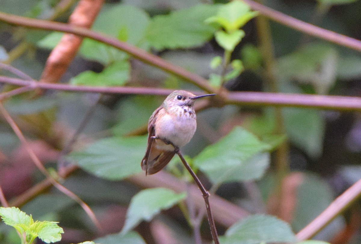 Calliope Hummingbird - ML282716841