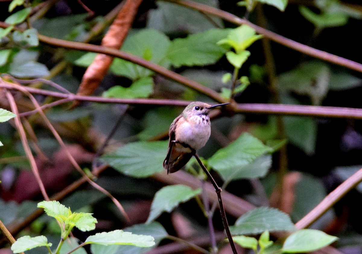Calliope Hummingbird - ML282716851
