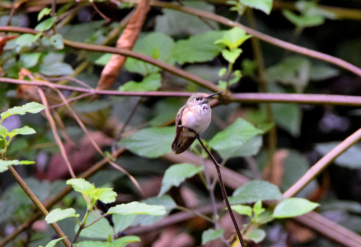 Calliope Hummingbird - ML282716861