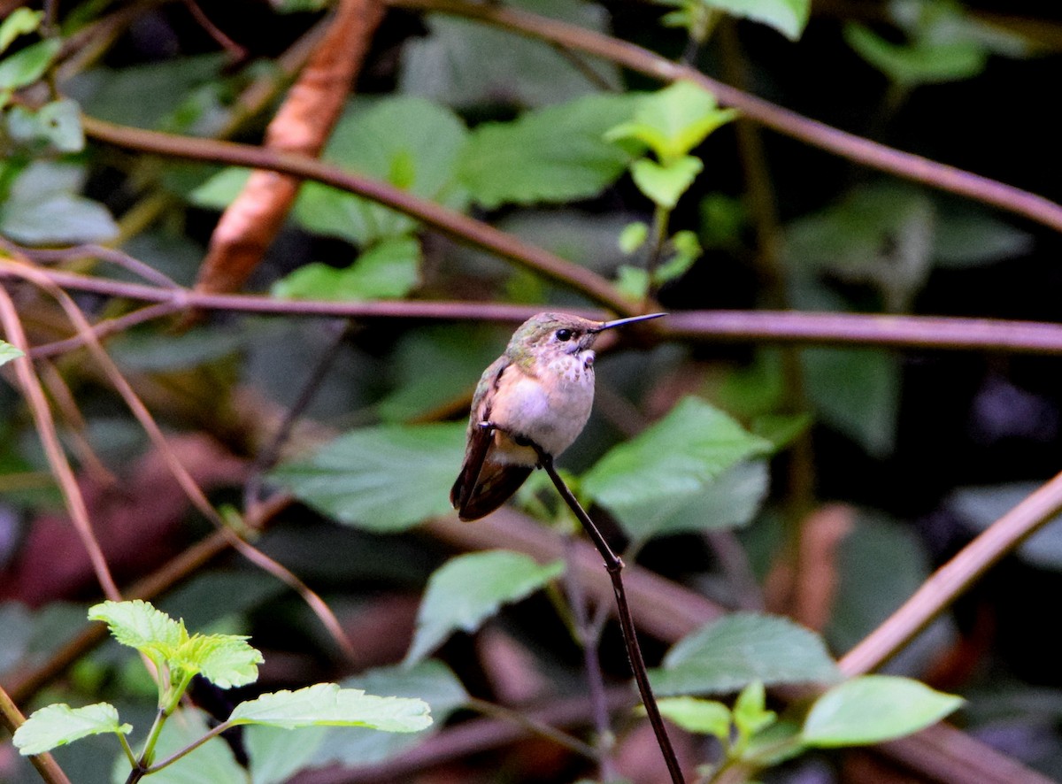 Calliope Hummingbird - ML282716871