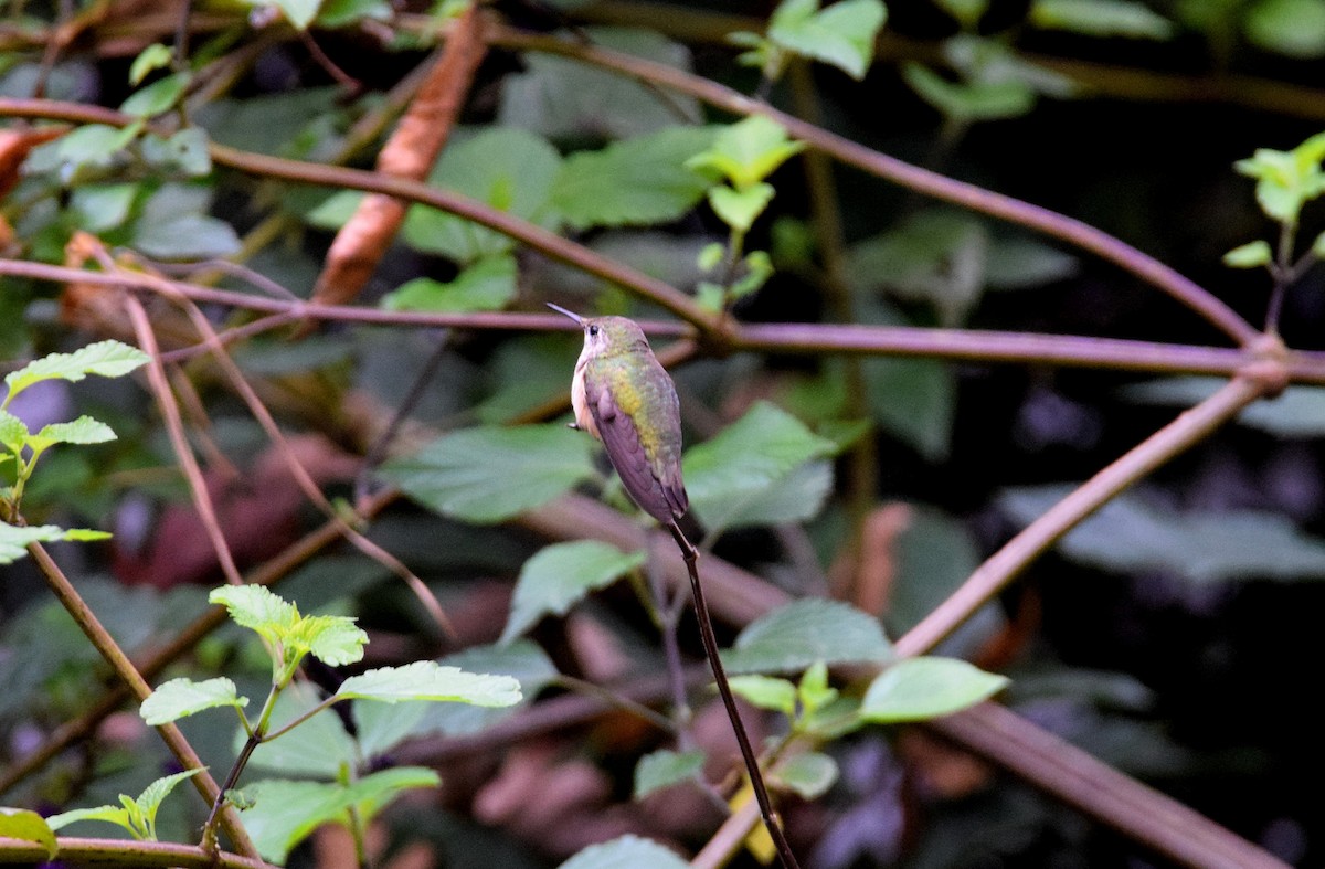 Calliope Hummingbird - ML282716881