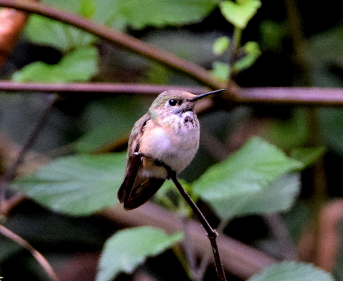 Calliope Hummingbird - ML282716891