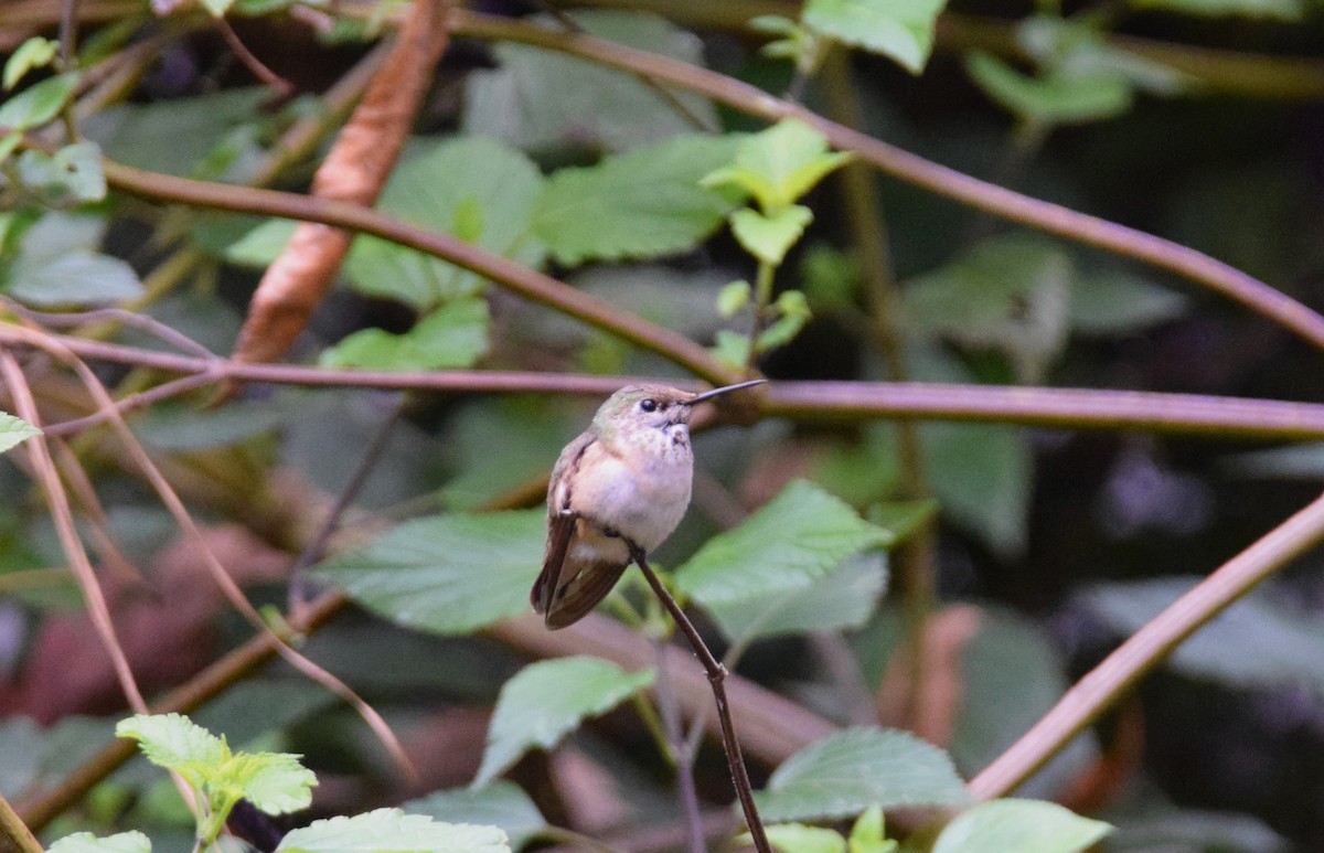 Calliope Hummingbird - ML282716901