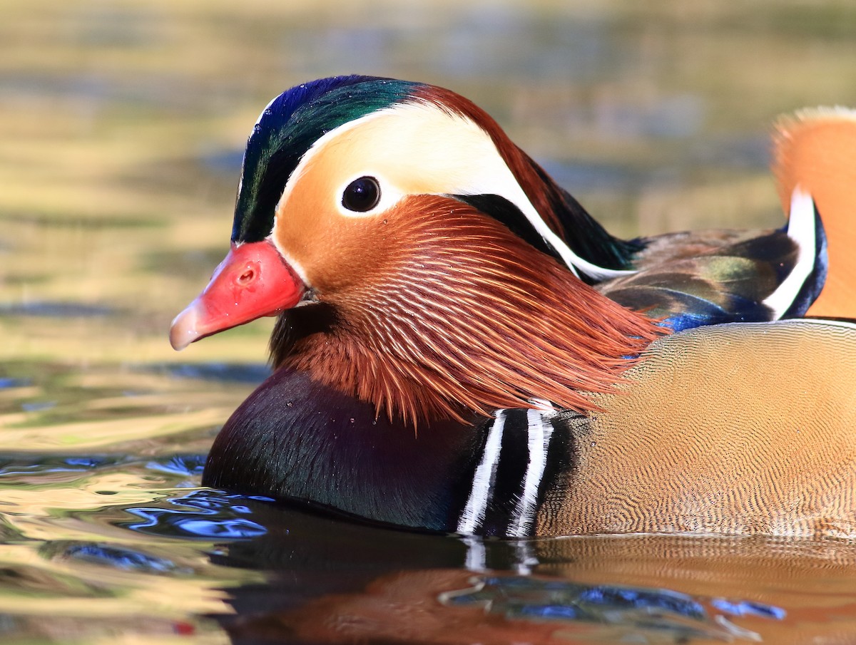 Mandarin Duck - Emirhan Başak