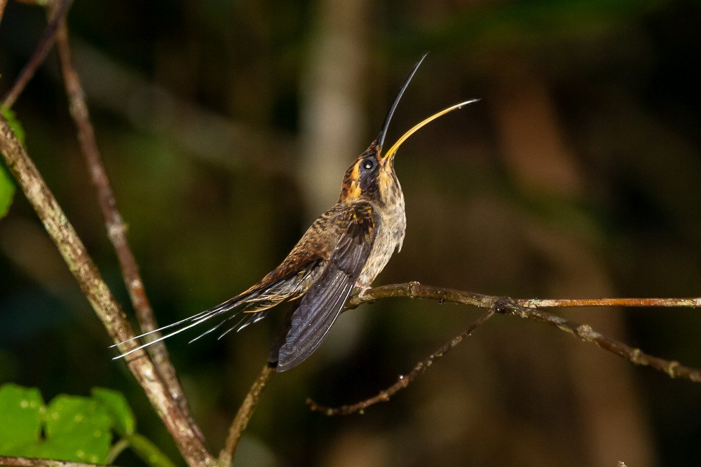 Scale-throated Hermit - ML282740951