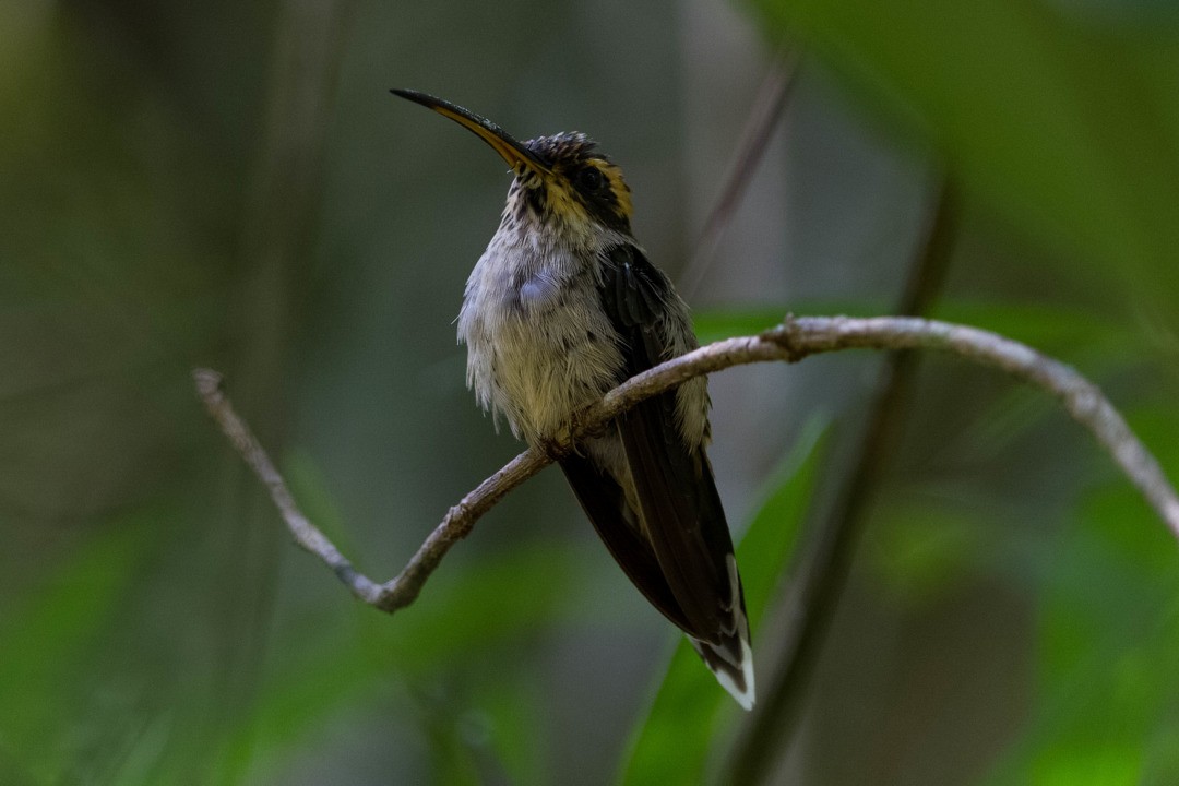 Scale-throated Hermit - ML282740961