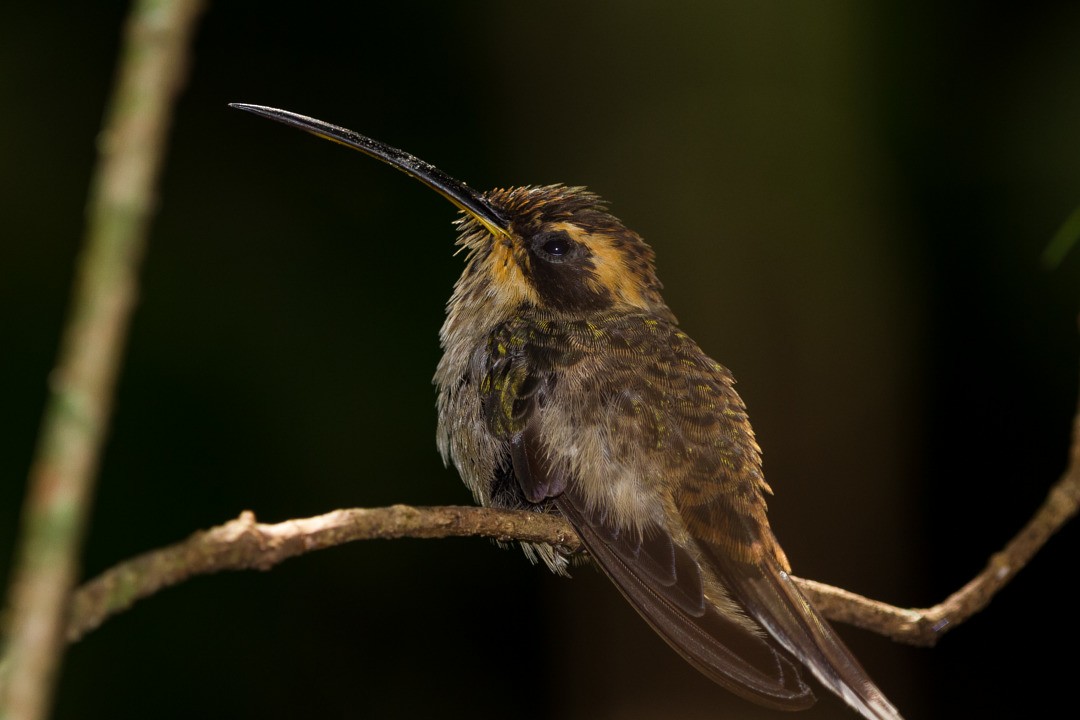 Scale-throated Hermit - ML282740991