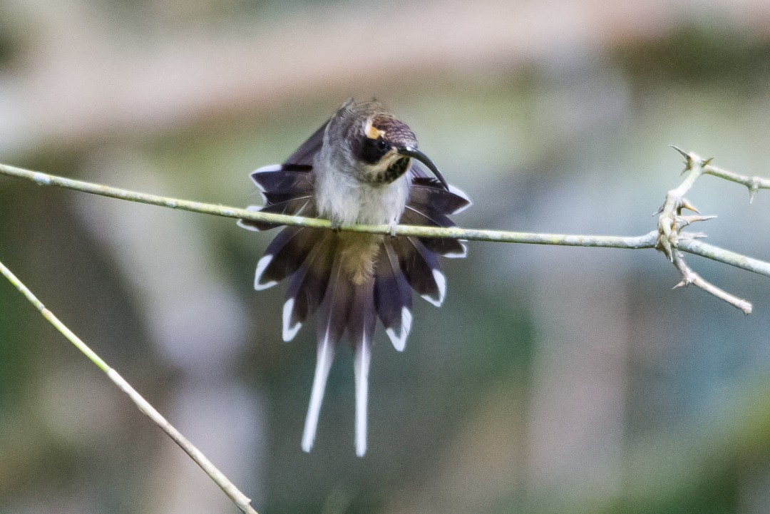 Scale-throated Hermit - ML282741001