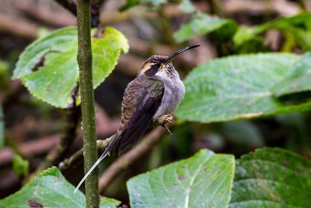 Scale-throated Hermit - ML282741011