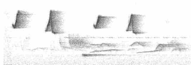 Чешуегорлый колибри-отшельник - ML282741031