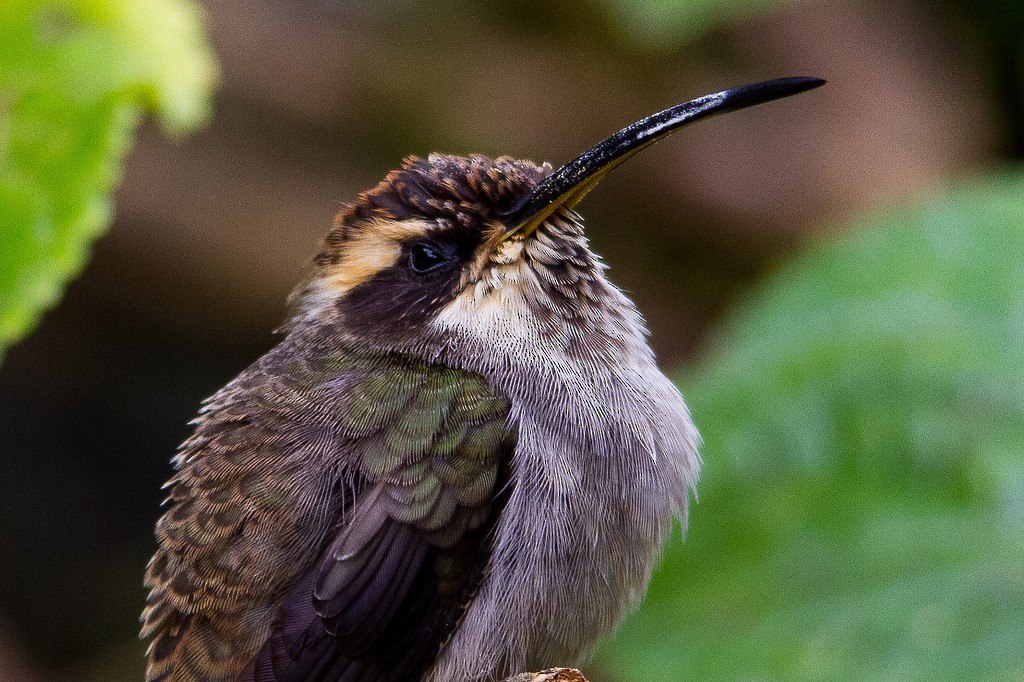 Scale-throated Hermit - ML282741041