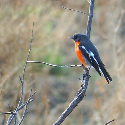 Flame Robin - BirdLife Murray Goulburn