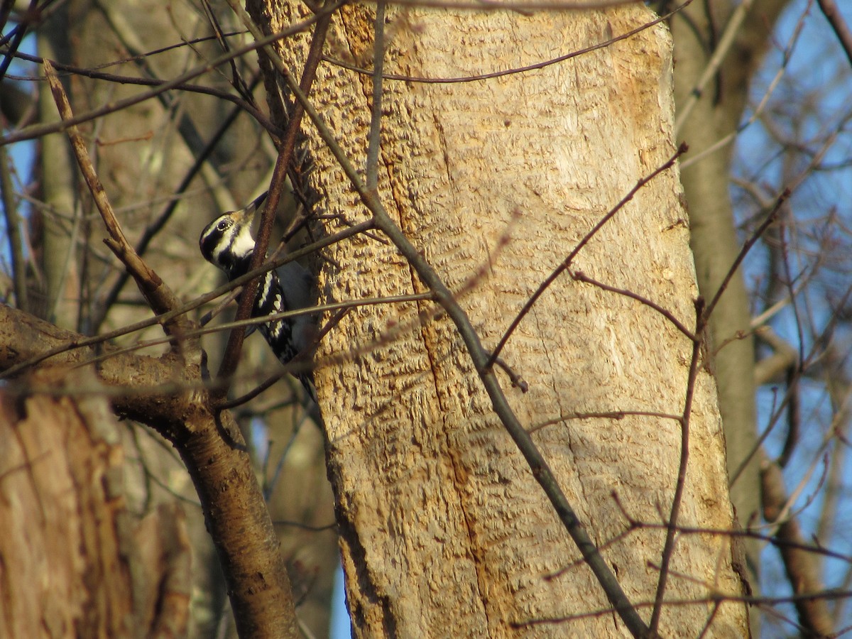 Hairy Woodpecker (Eastern) - ML282743141