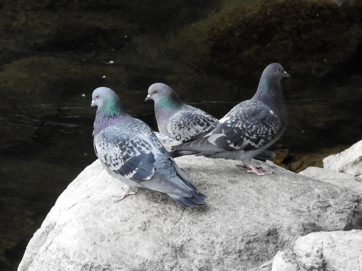Rock Pigeon (Feral Pigeon) - ML282744101