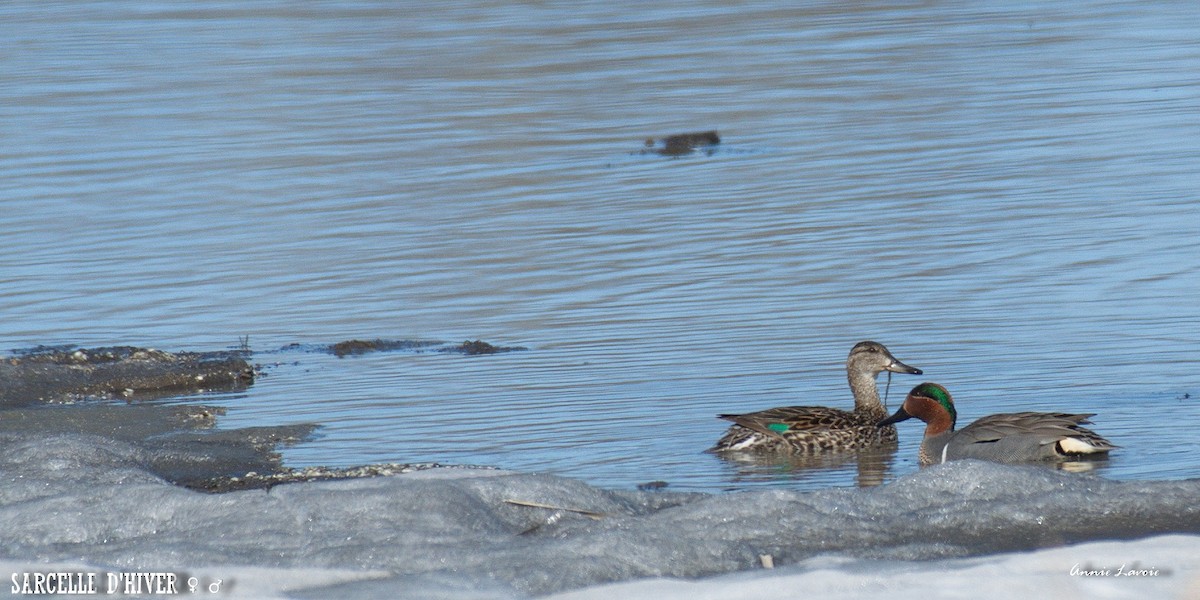 Green-winged Teal - ML28274431