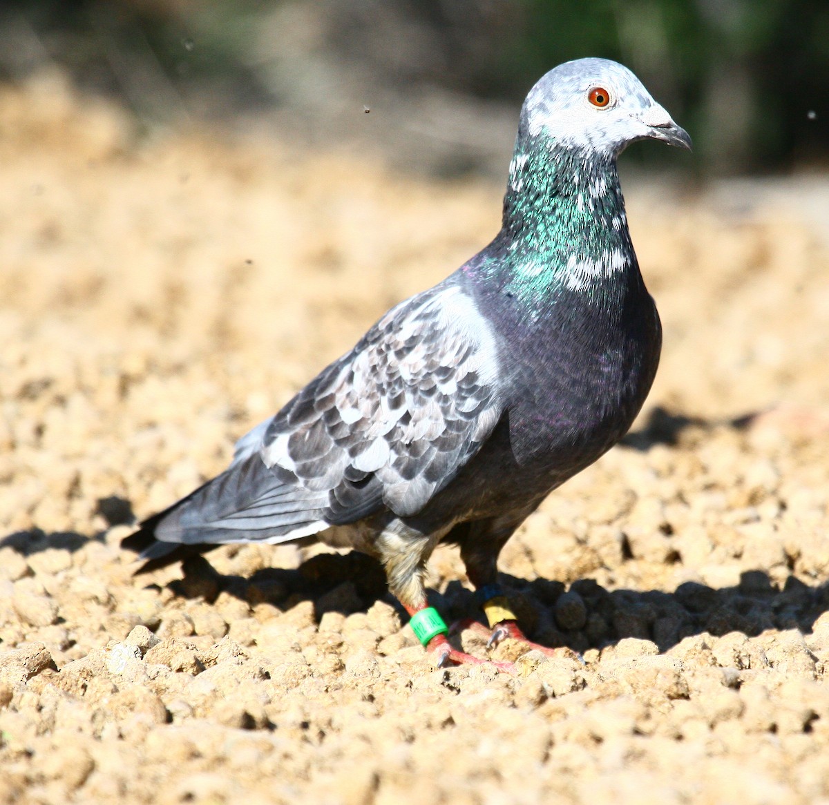 Rock Pigeon (Feral Pigeon) - Carolyn Ohl, cc