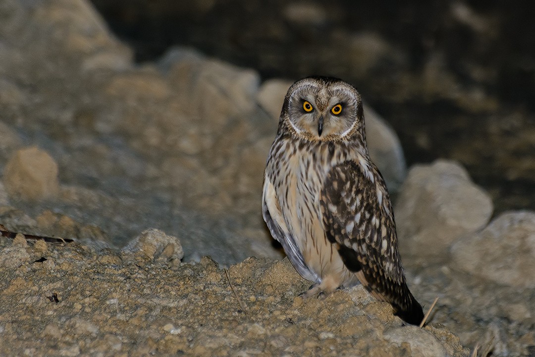 Short-eared Owl - Daniel Maza