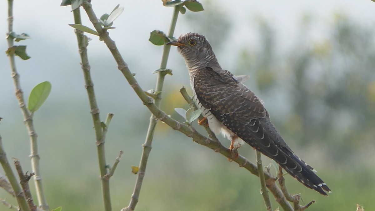 Common Cuckoo - Mohan Raj K.