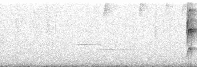 White-throated Spadebill (Western) - ML28275
