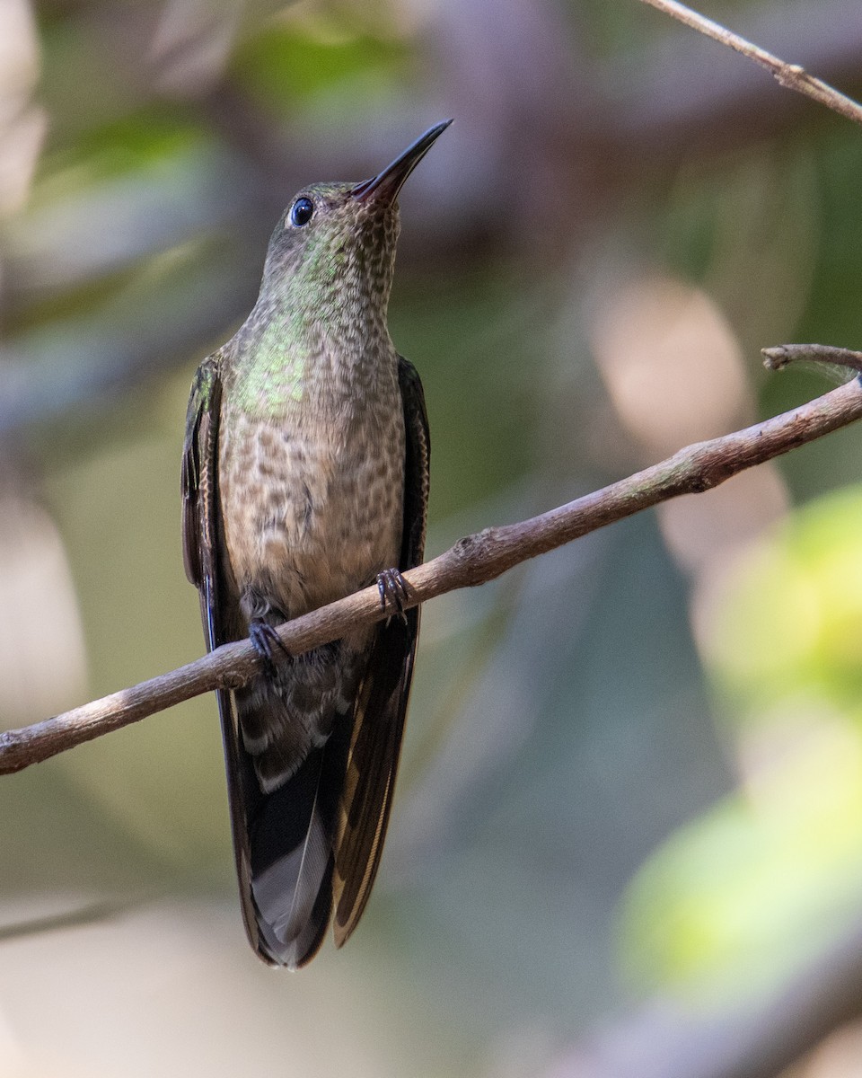 Scaly-breasted Hummingbird - Tim Ludwick
