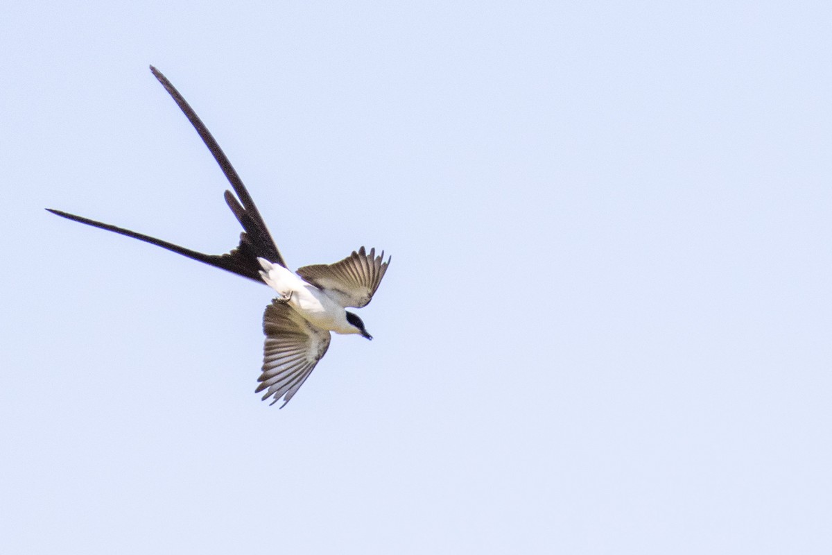 Fork-tailed Flycatcher - Tim Ludwick
