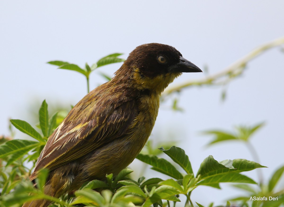 Baglafecht Weaver (Baglafecht) - Fanis Theofanopoulos (ASalafa Deri)