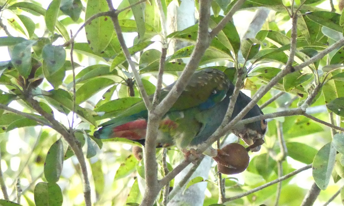 White-crowned Parrot - ML282766221