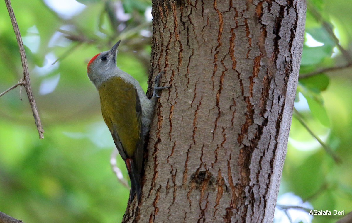 Mountain Gray Woodpecker - Fanis Theofanopoulos (ASalafa Deri)