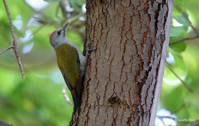 Mountain Gray Woodpecker