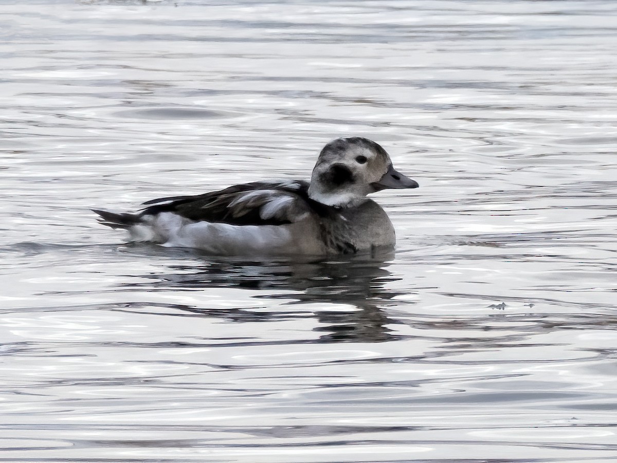 Long-tailed Duck - ML282770431