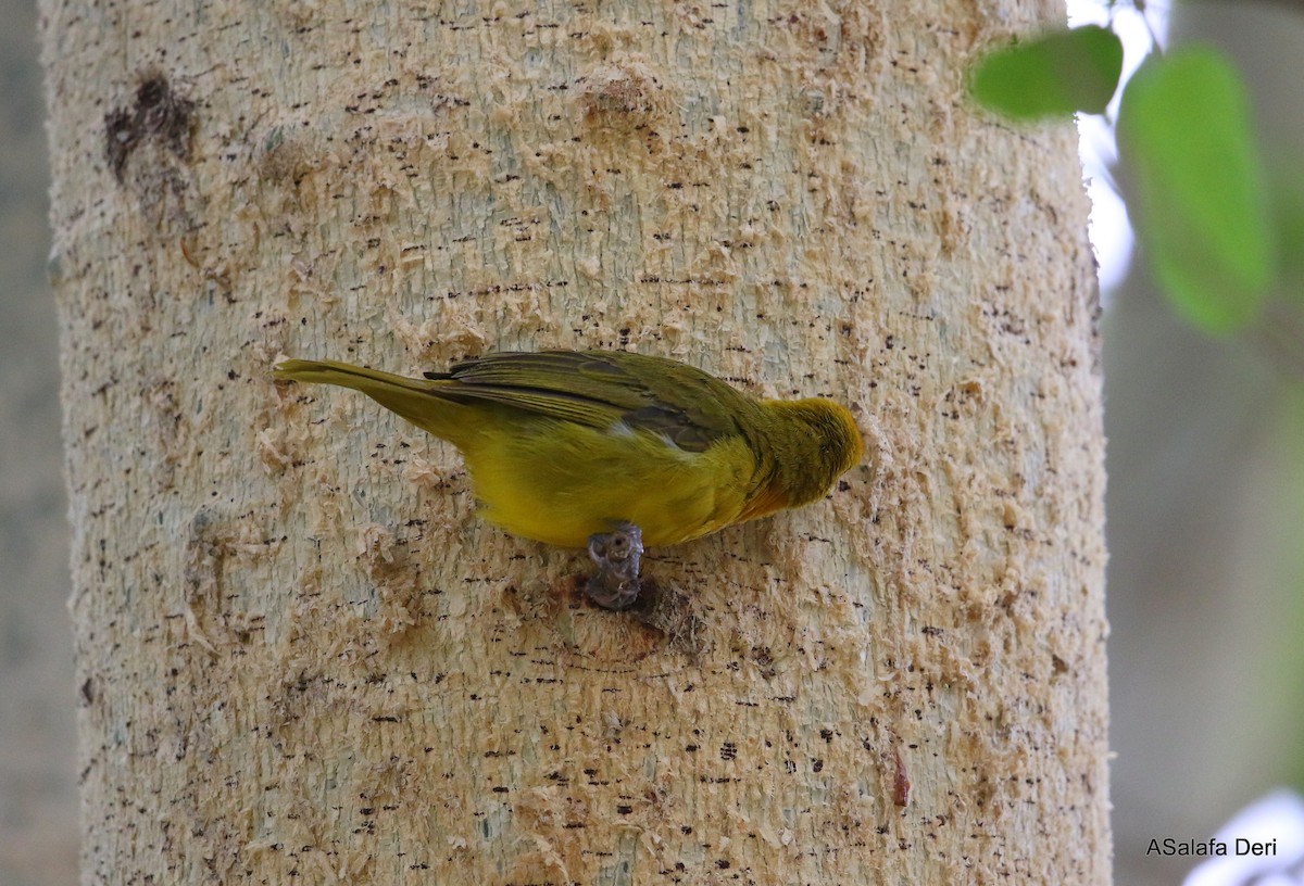 Spectacled Weaver (Yellow-throated) - ML282774971