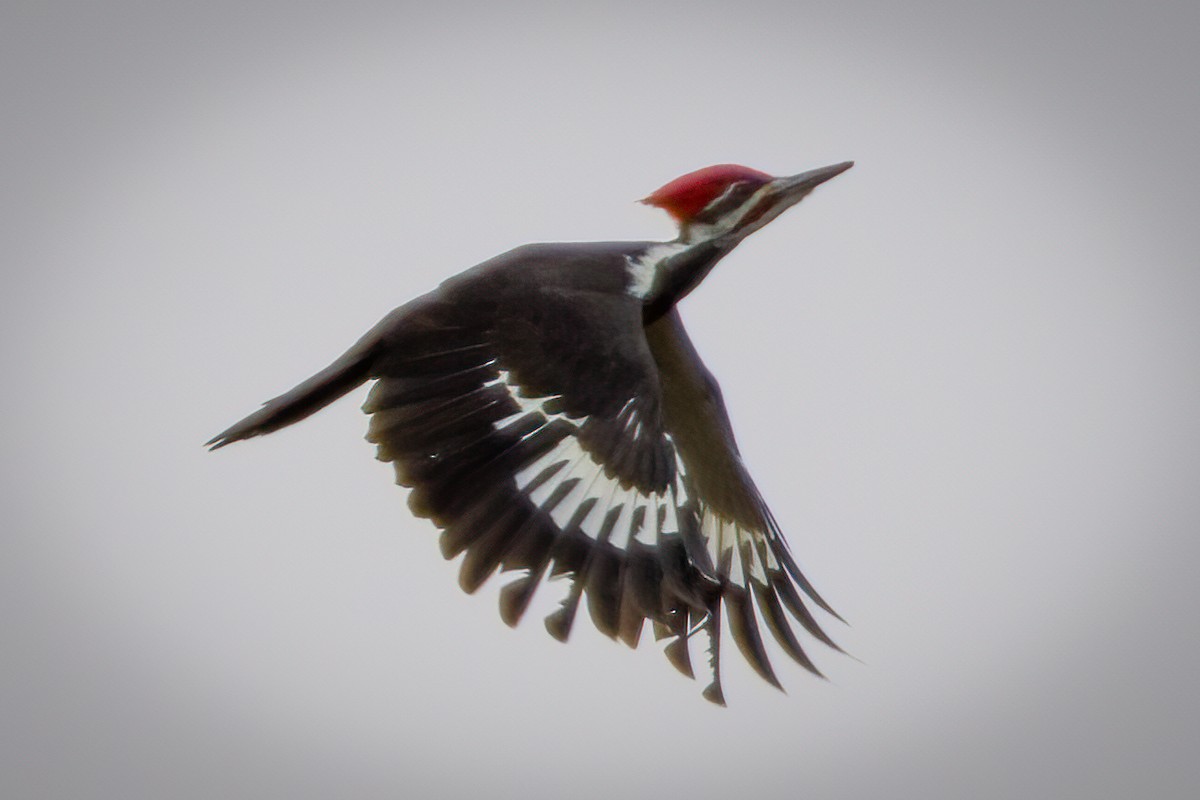 Pileated Woodpecker - ML282778281