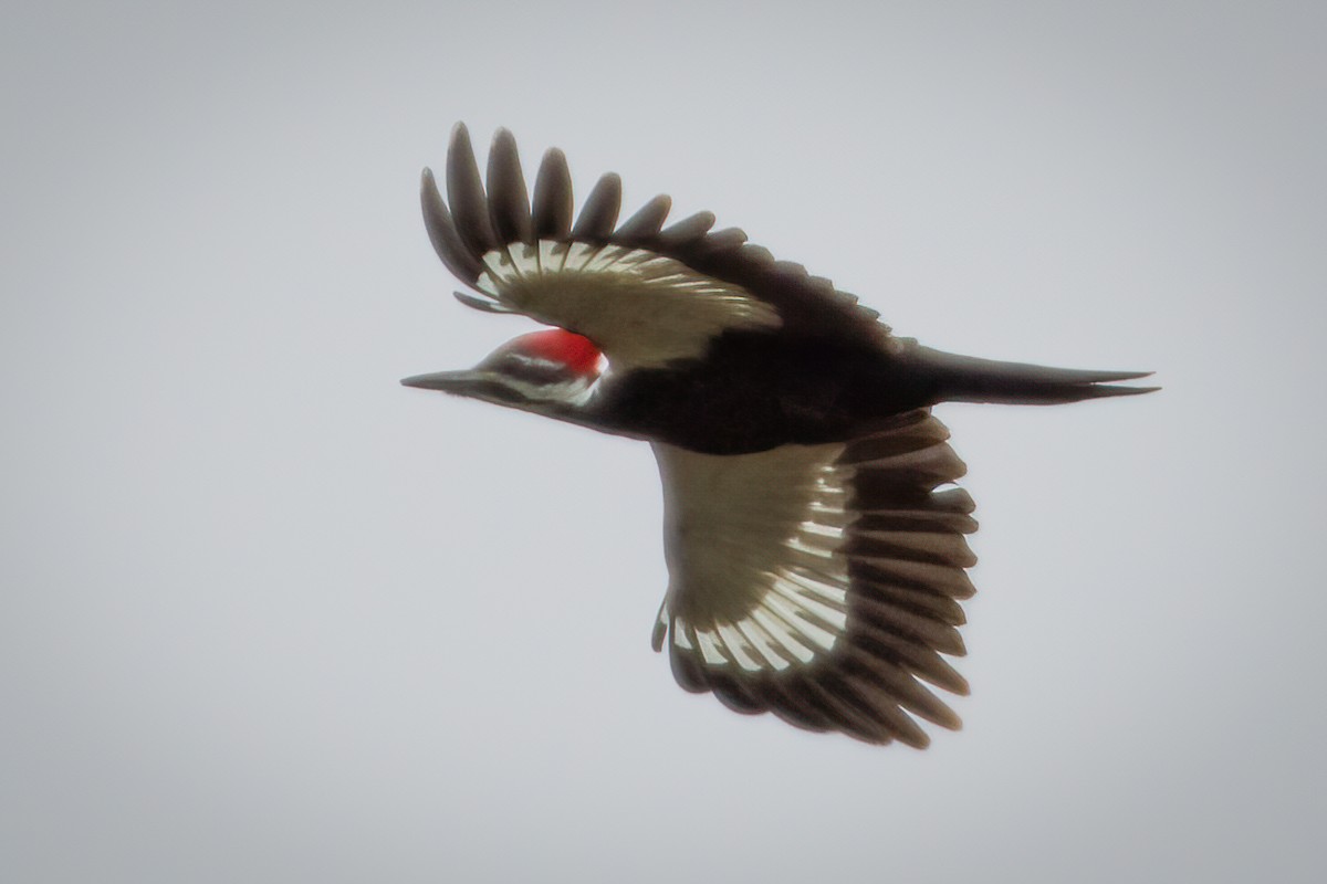 Pileated Woodpecker - ML282778301