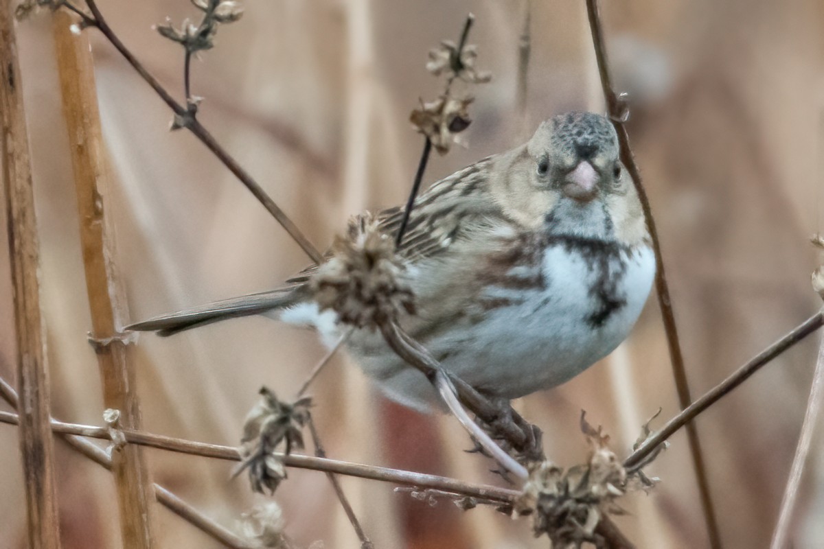 Harris's Sparrow - ML282778411