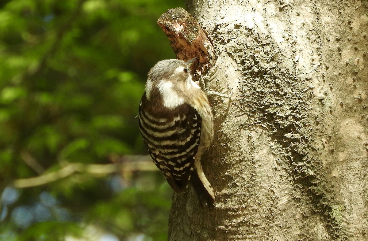 Japanese Pygmy Woodpecker - ML282780951