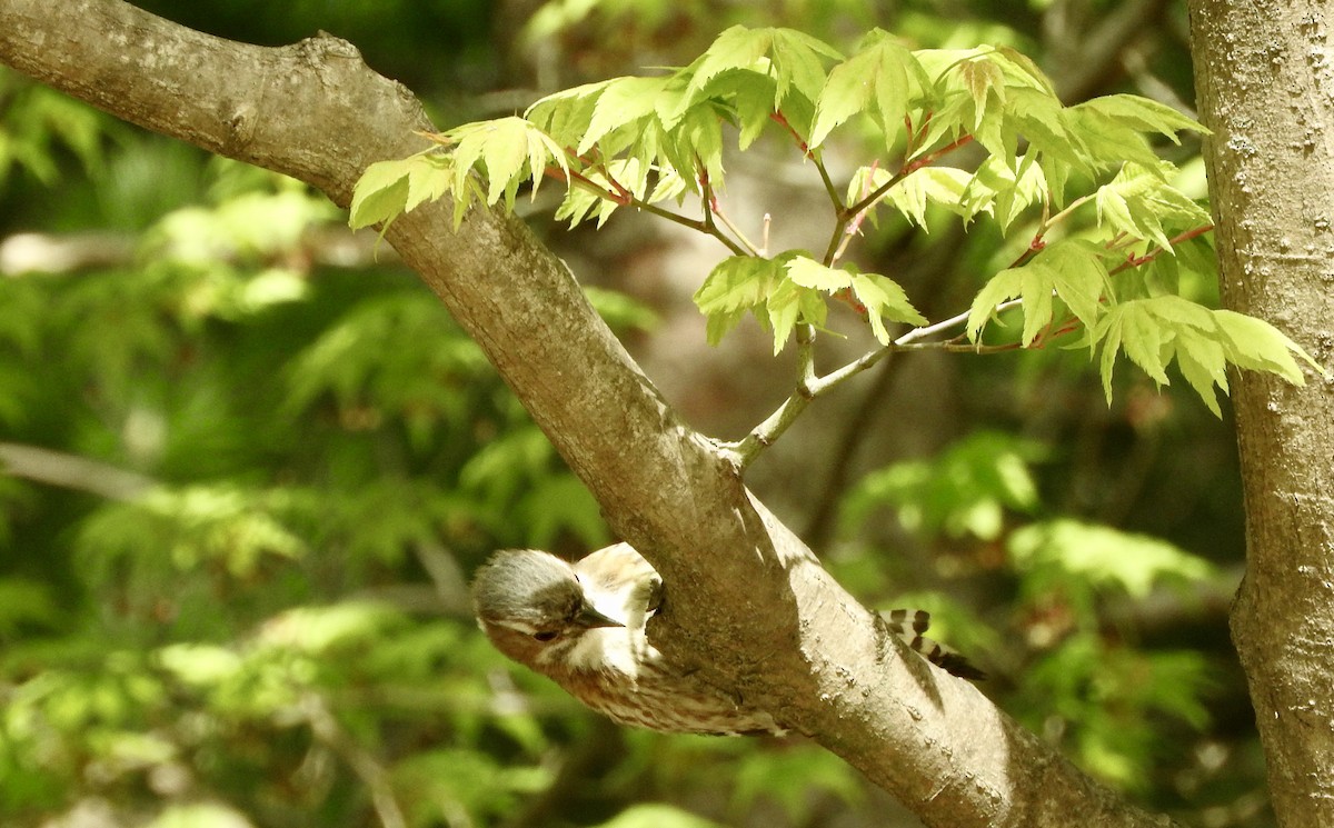 Japanese Pygmy Woodpecker - ML282780971