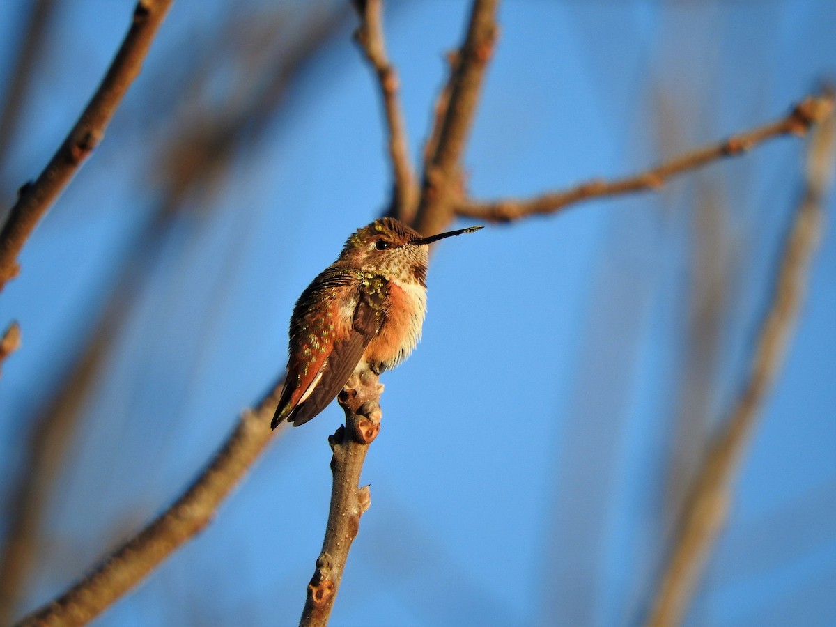 Rufous Hummingbird - ML282781911