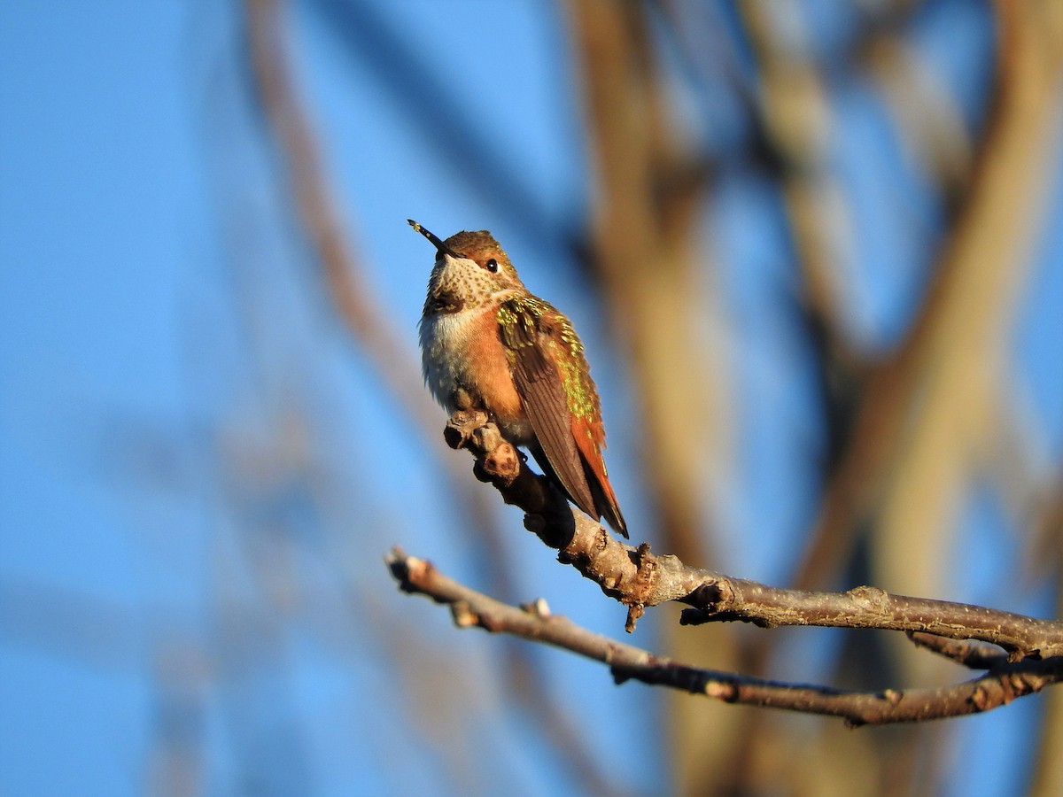 Rufous Hummingbird - ML282781931