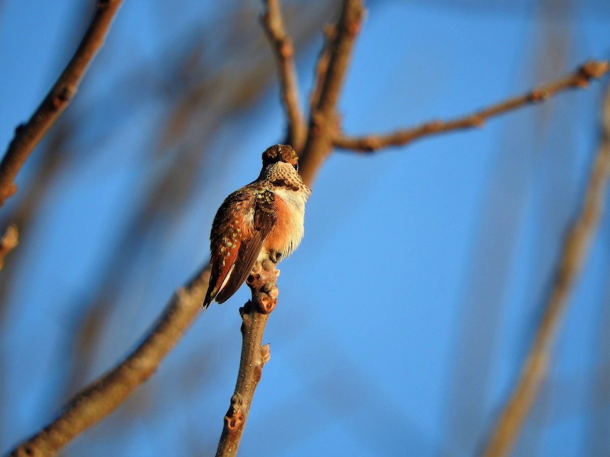 Rufous Hummingbird - ML282781941
