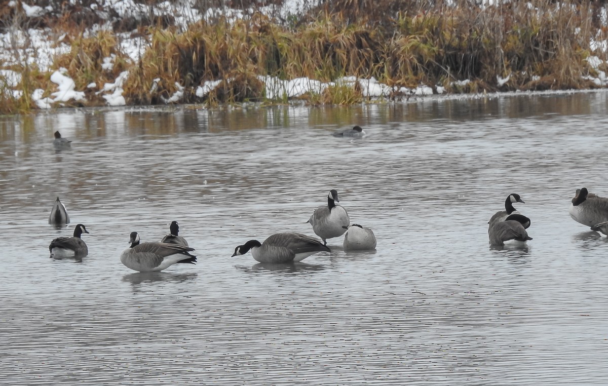 Ebird Checklist - 25 Nov 2020 - Markham--reesor Pond - 7 Species