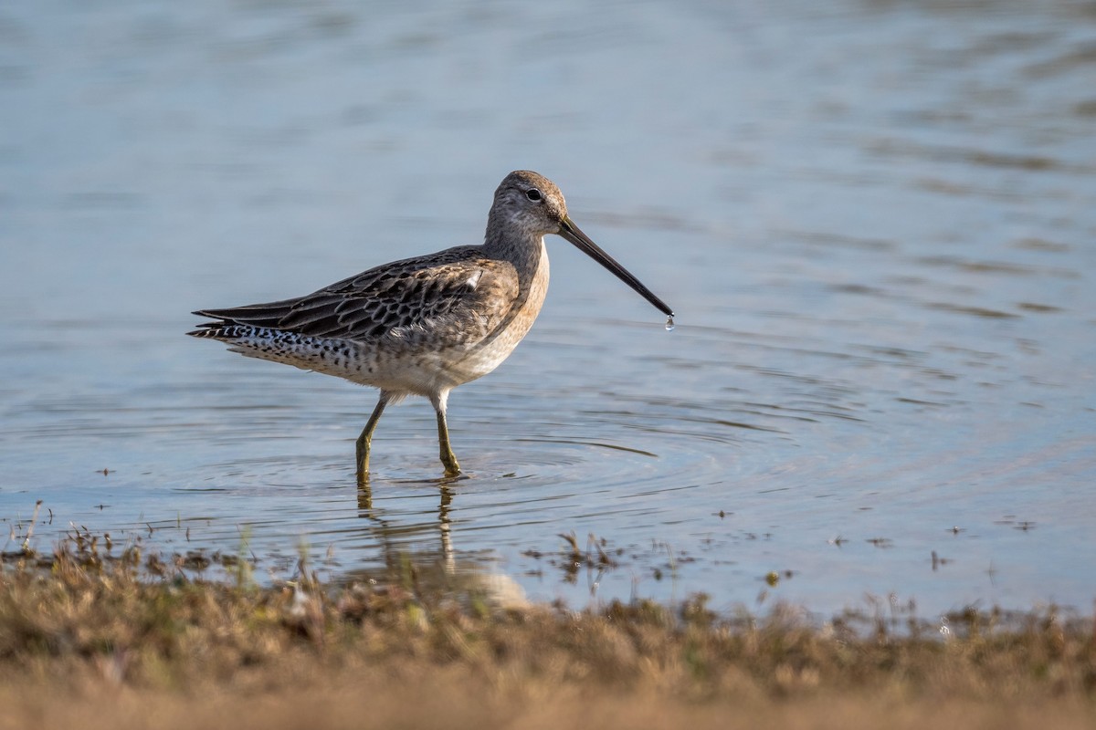 Long-billed Dowitcher - N KC