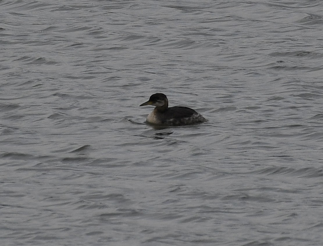 Red-necked Grebe - ML282786411