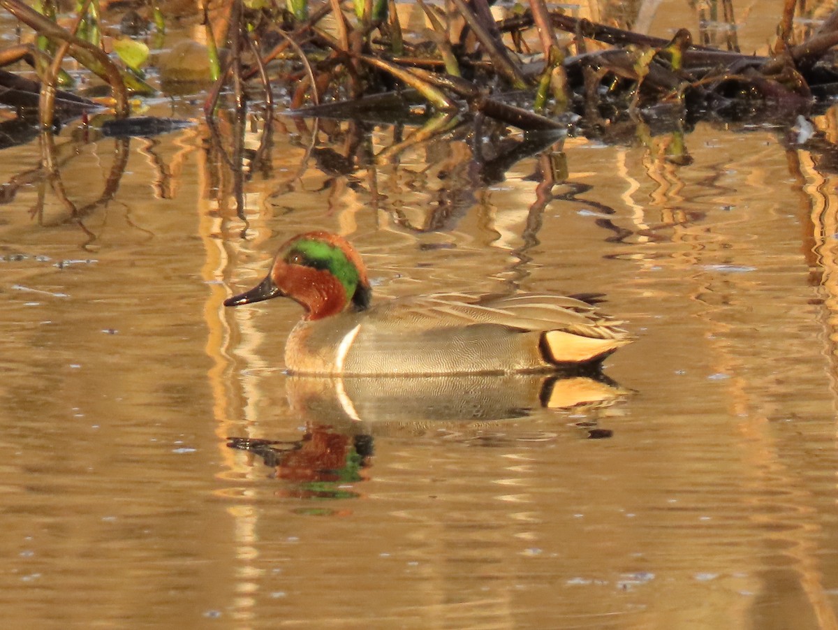 Green-winged Teal - ML282787961