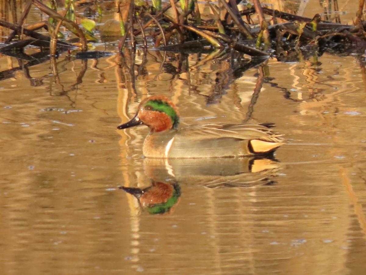Green-winged Teal - ML282787971