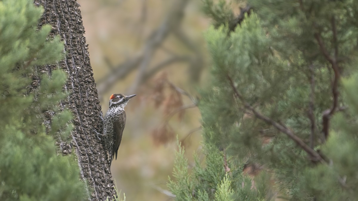 Arizona Woodpecker - Bryan Calk
