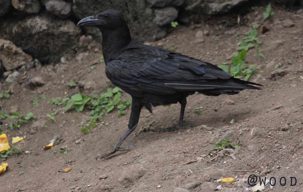 Fan-tailed Raven - Joseph Lionceau